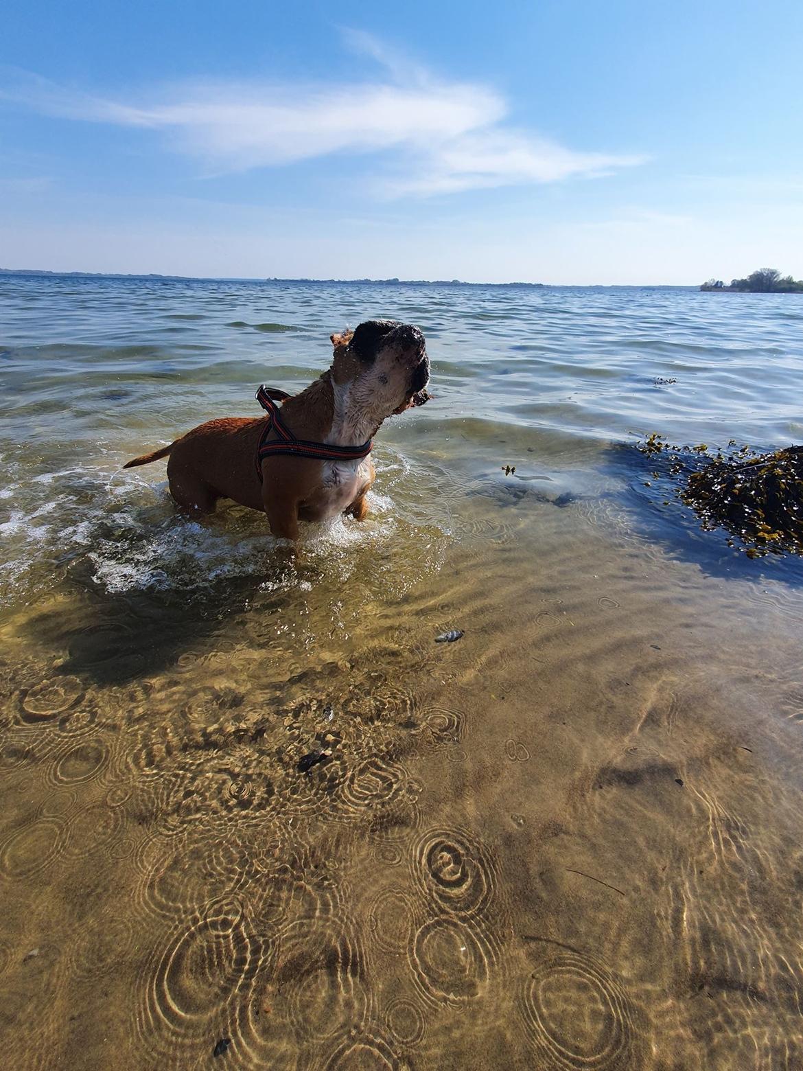 Olde english bulldogge *Baby-Elsa* billede 8