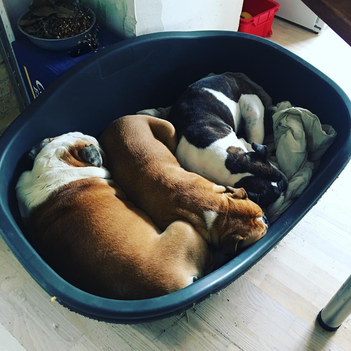 Olde english bulldogge *Baby-Elsa* billede 15