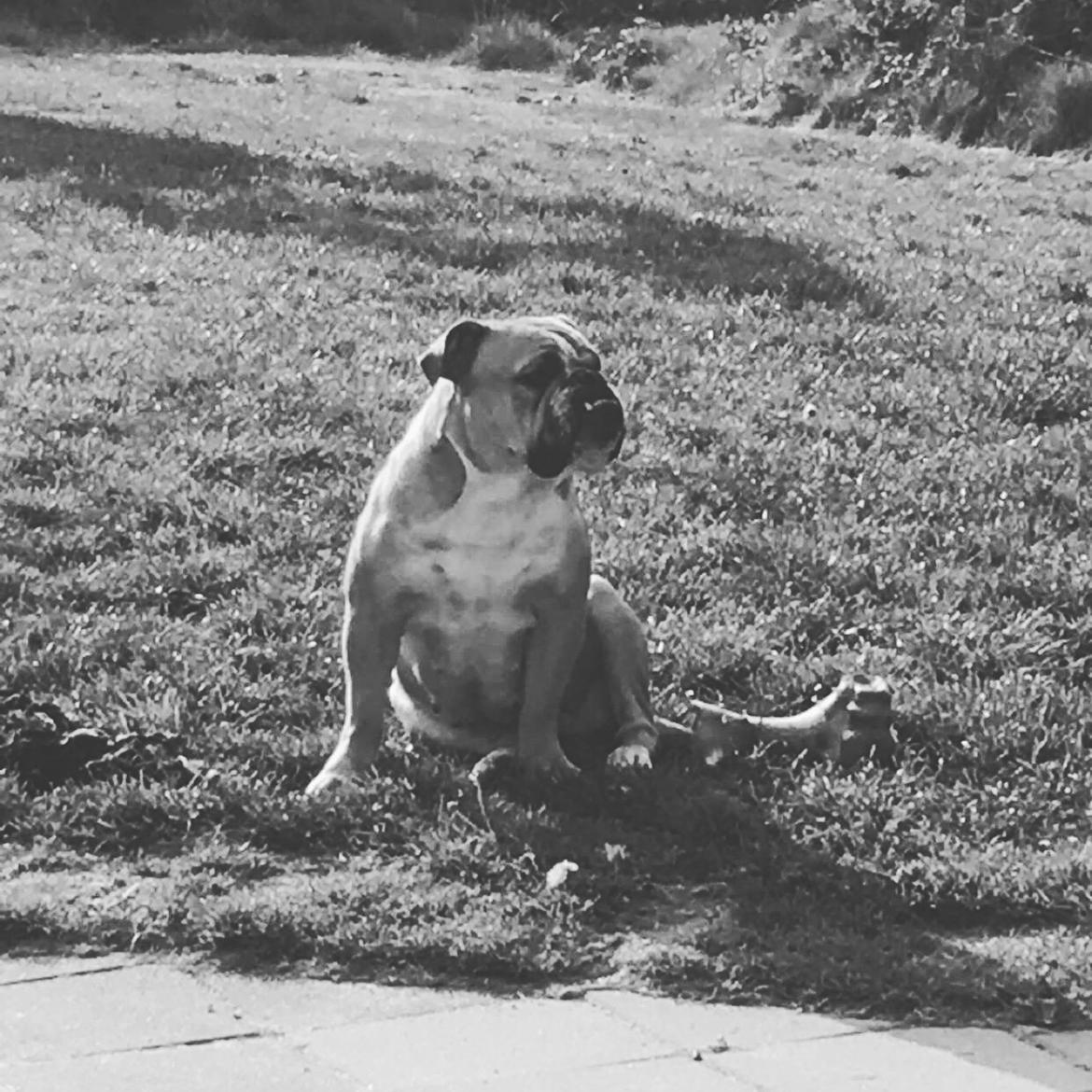 Olde english bulldogge *Baby-Elsa* billede 17