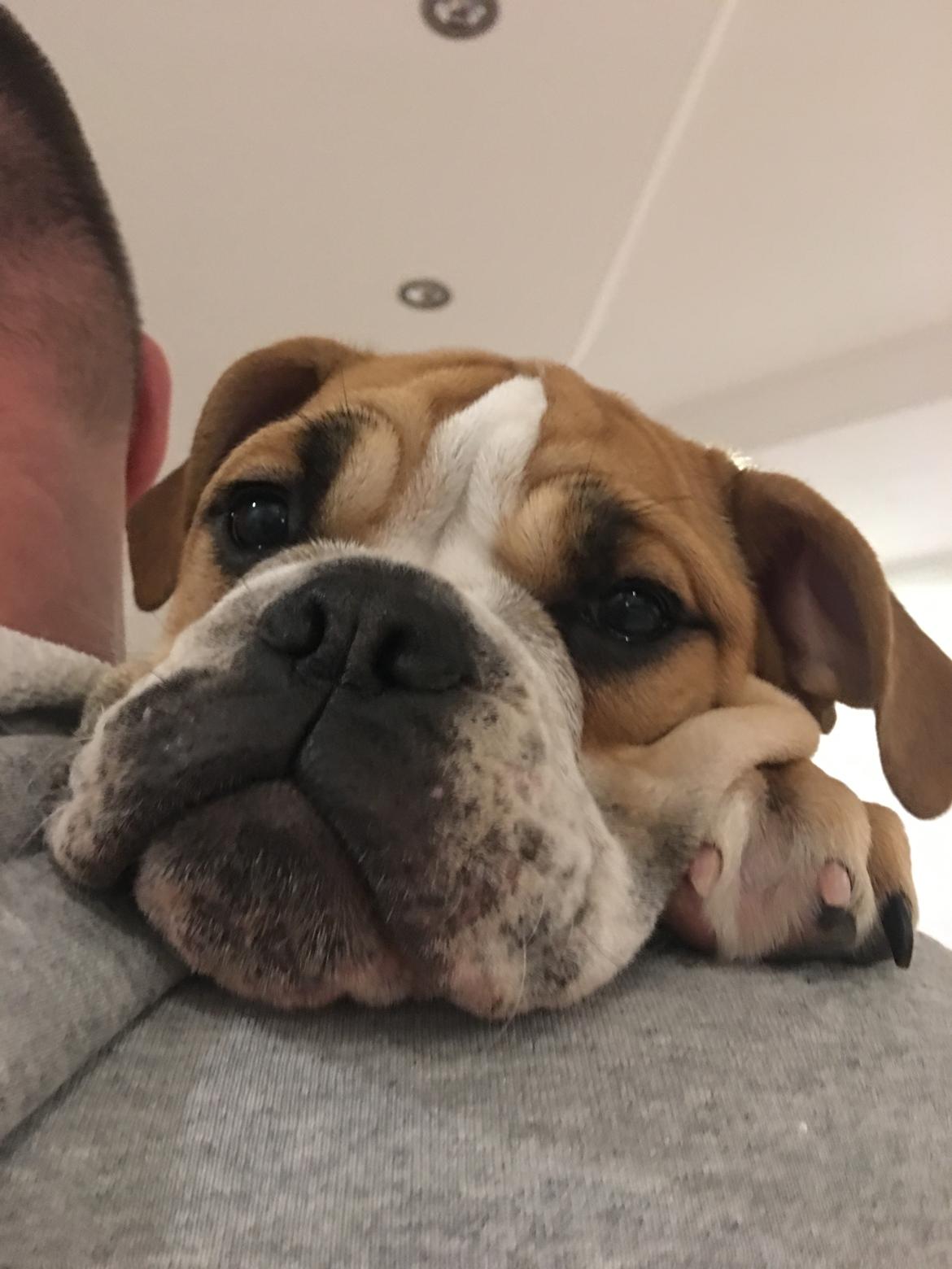 Olde english bulldogge *Baby-Elsa* billede 24