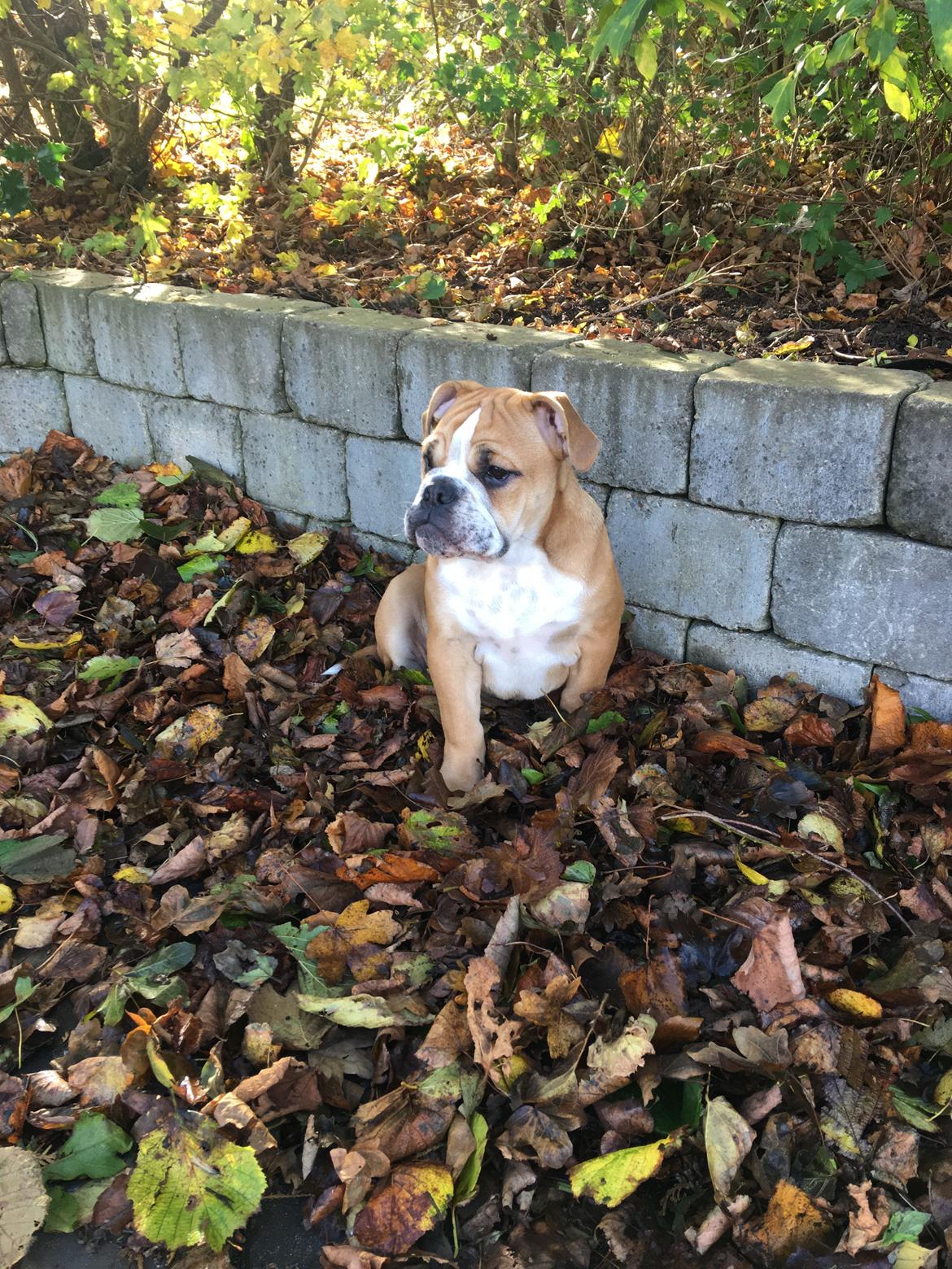 Olde english bulldogge *Baby-Elsa* billede 25