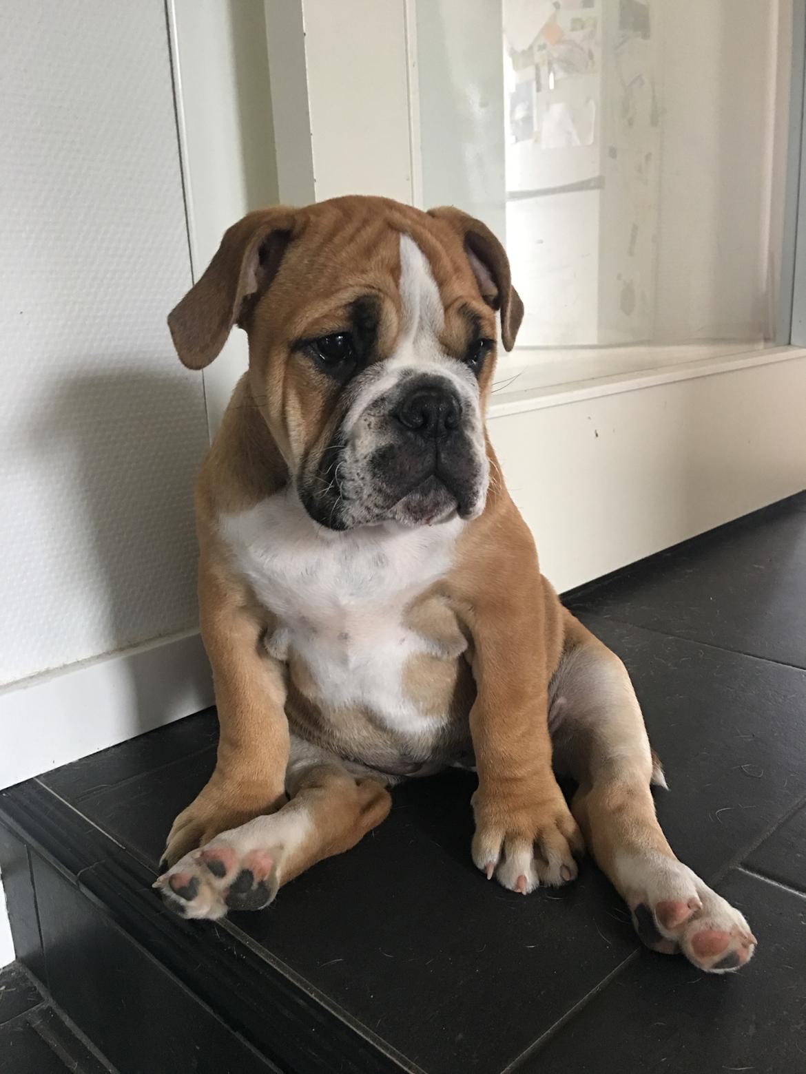 Olde english bulldogge *Baby-Elsa* billede 26