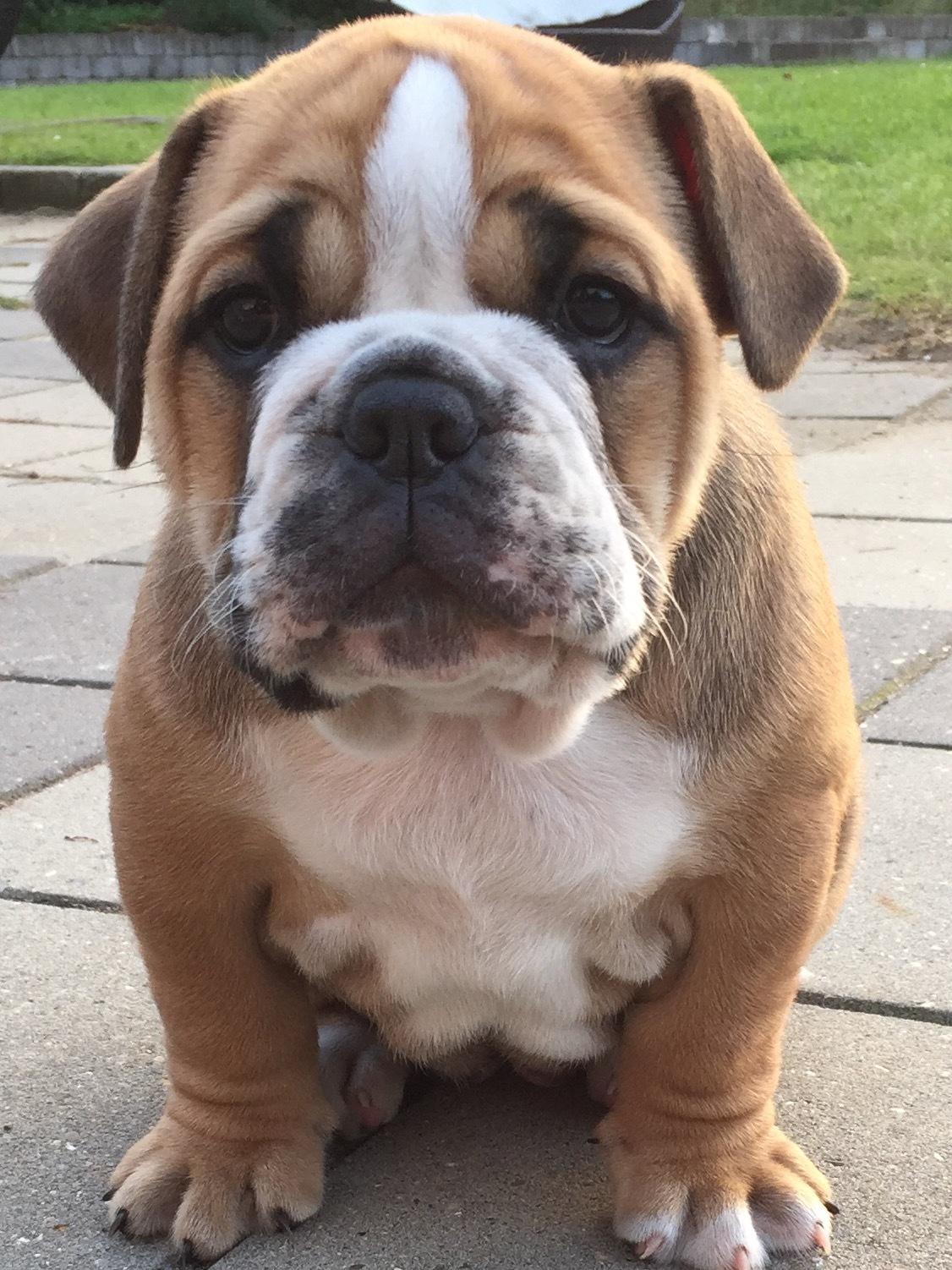 Olde english bulldogge *Baby-Elsa* billede 27