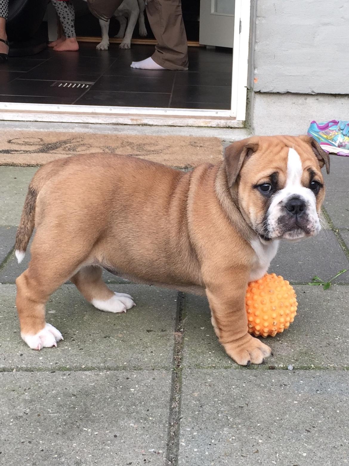 Olde english bulldogge *Baby-Elsa* billede 28