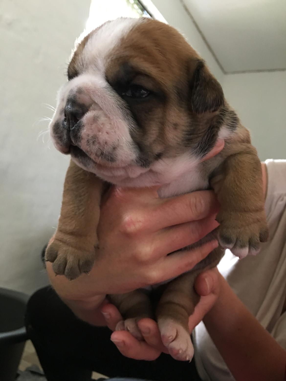 Olde english bulldogge *Baby-Elsa* billede 31