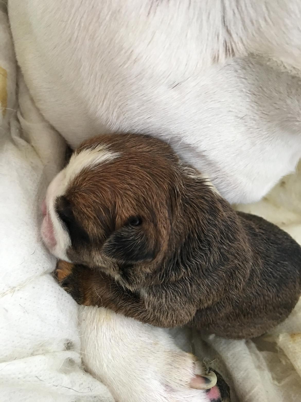 Olde english bulldogge *Baby-Elsa* billede 33