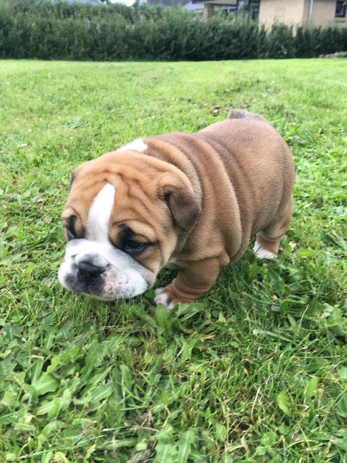 Olde english bulldogge *Baby-Elsa* billede 42