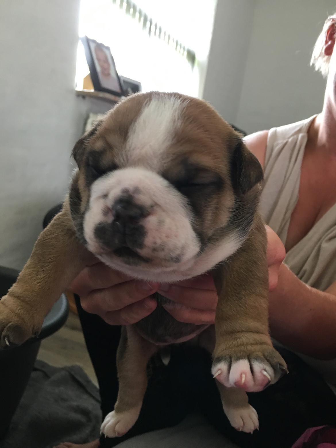 Olde english bulldogge *Baby-Elsa* billede 40