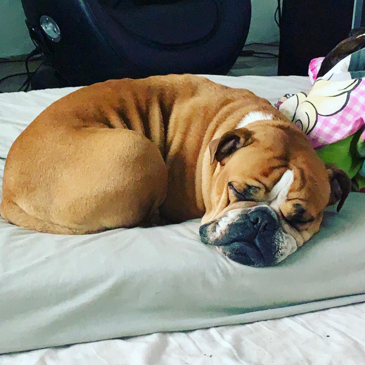 Olde english bulldogge *Baby-Elsa* billede 38