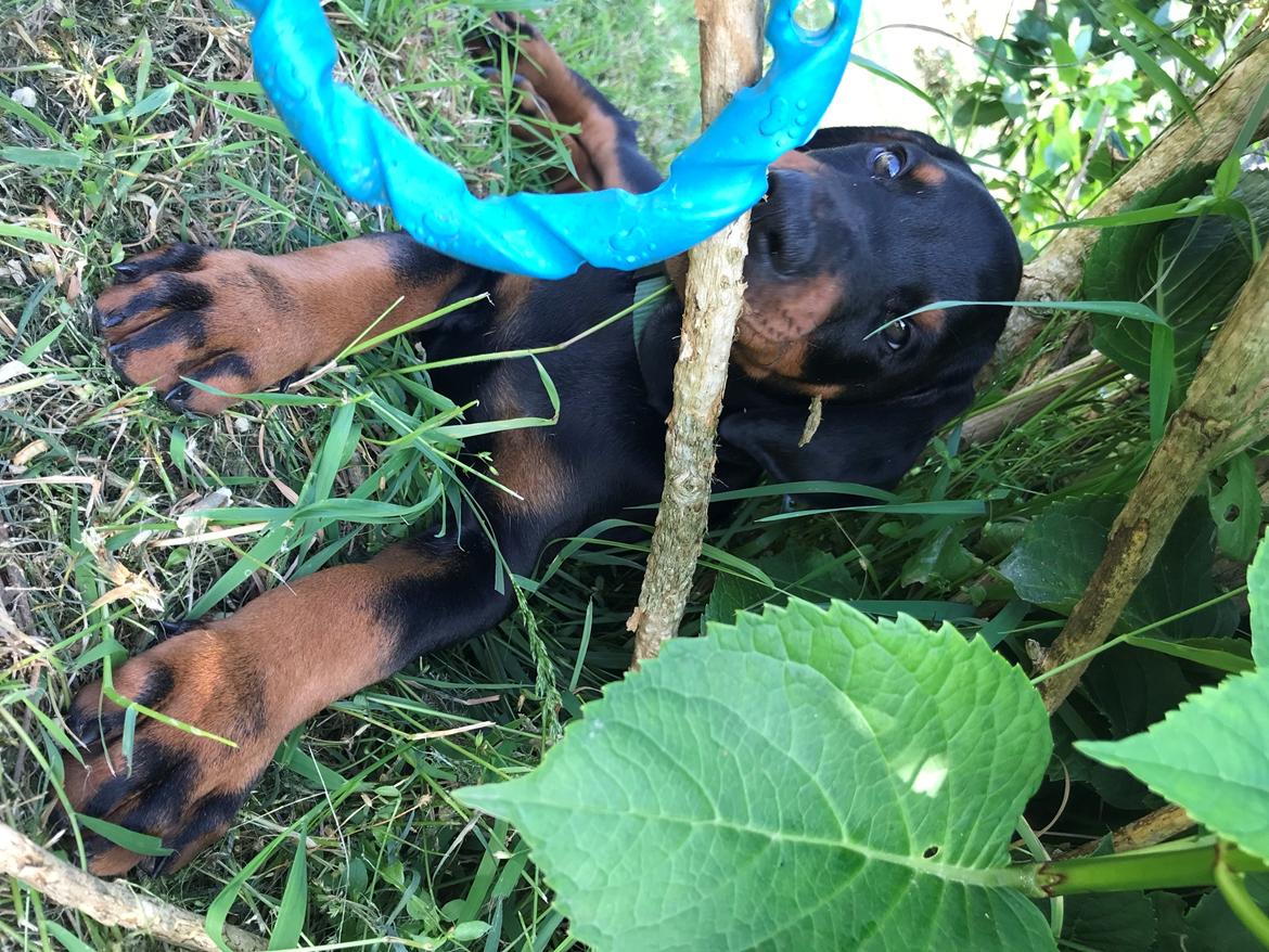 Dobermann Kenobi billede 2