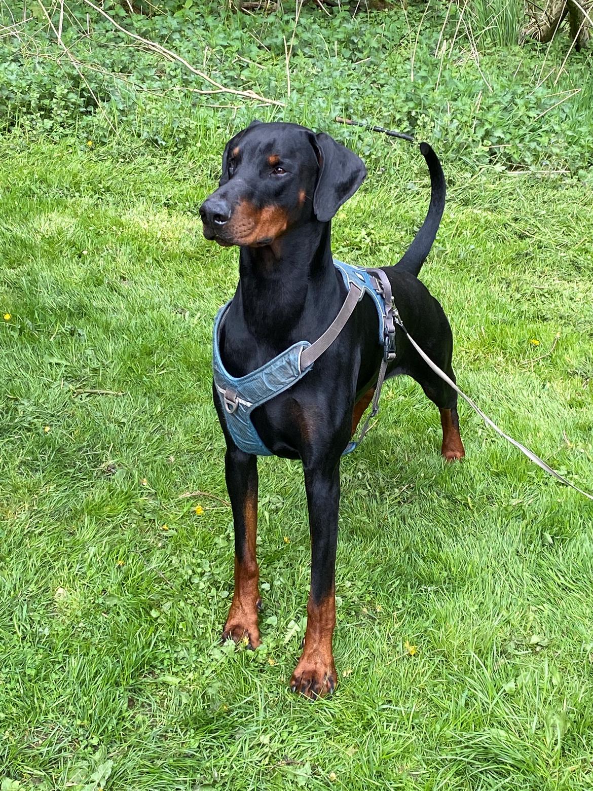 Dobermann Kenobi billede 24