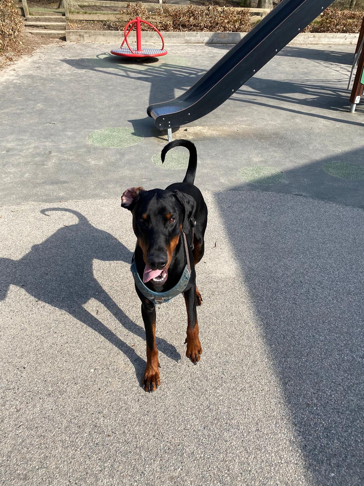 Dobermann Kenobi billede 26