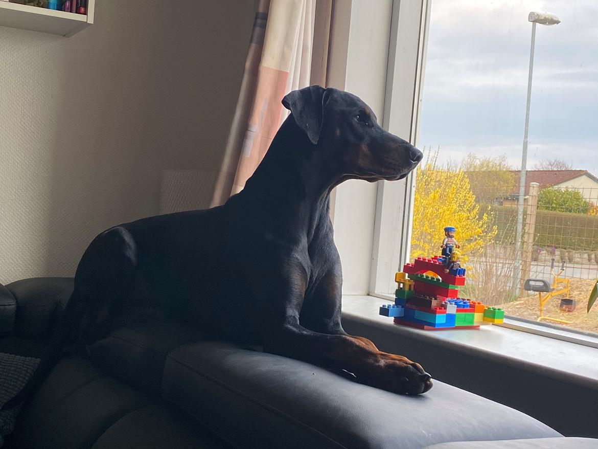 Dobermann Kenobi billede 25