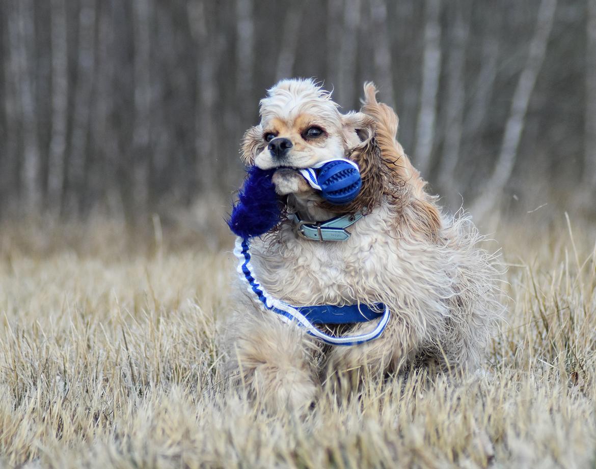 Amerikansk cocker spaniel Viggo Pedersen  billede 28