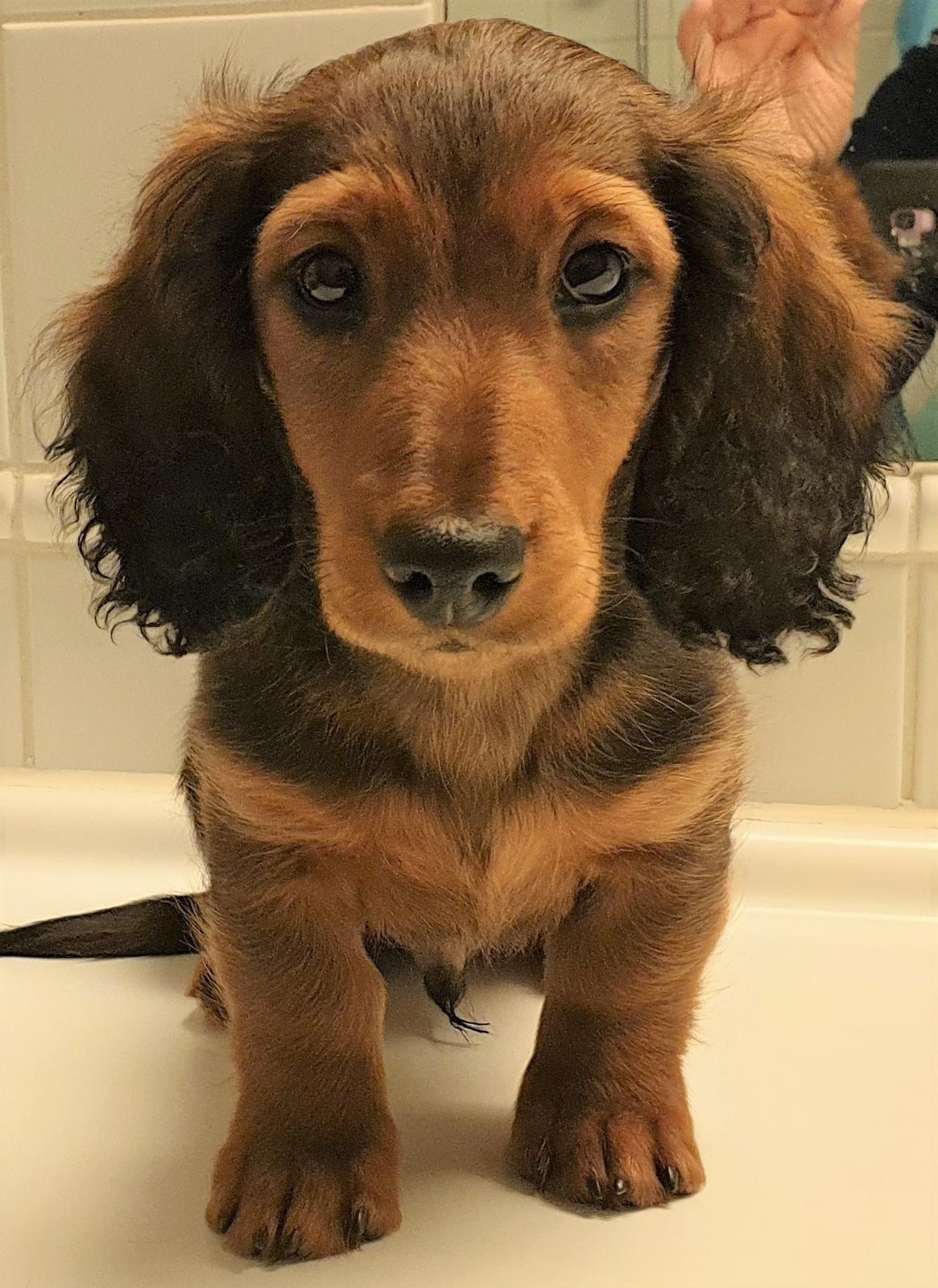 Miniature gravhund Svante billede 1