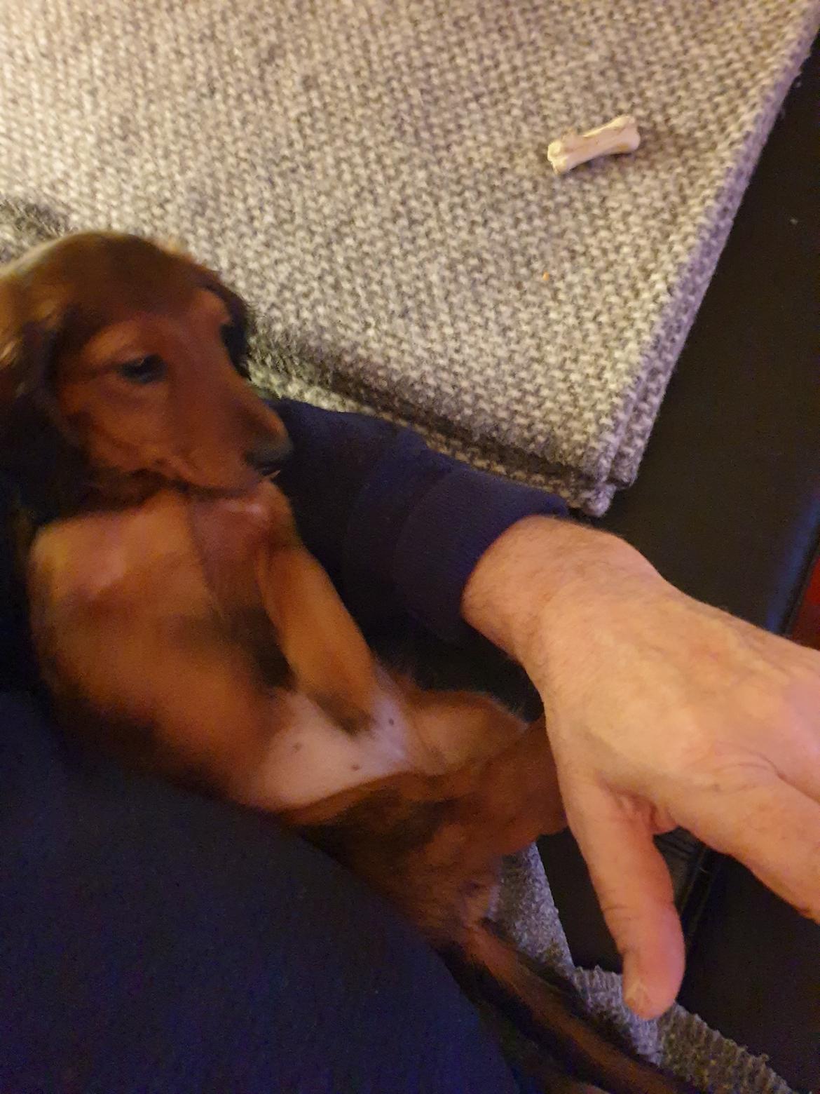 Miniature gravhund Svante billede 2