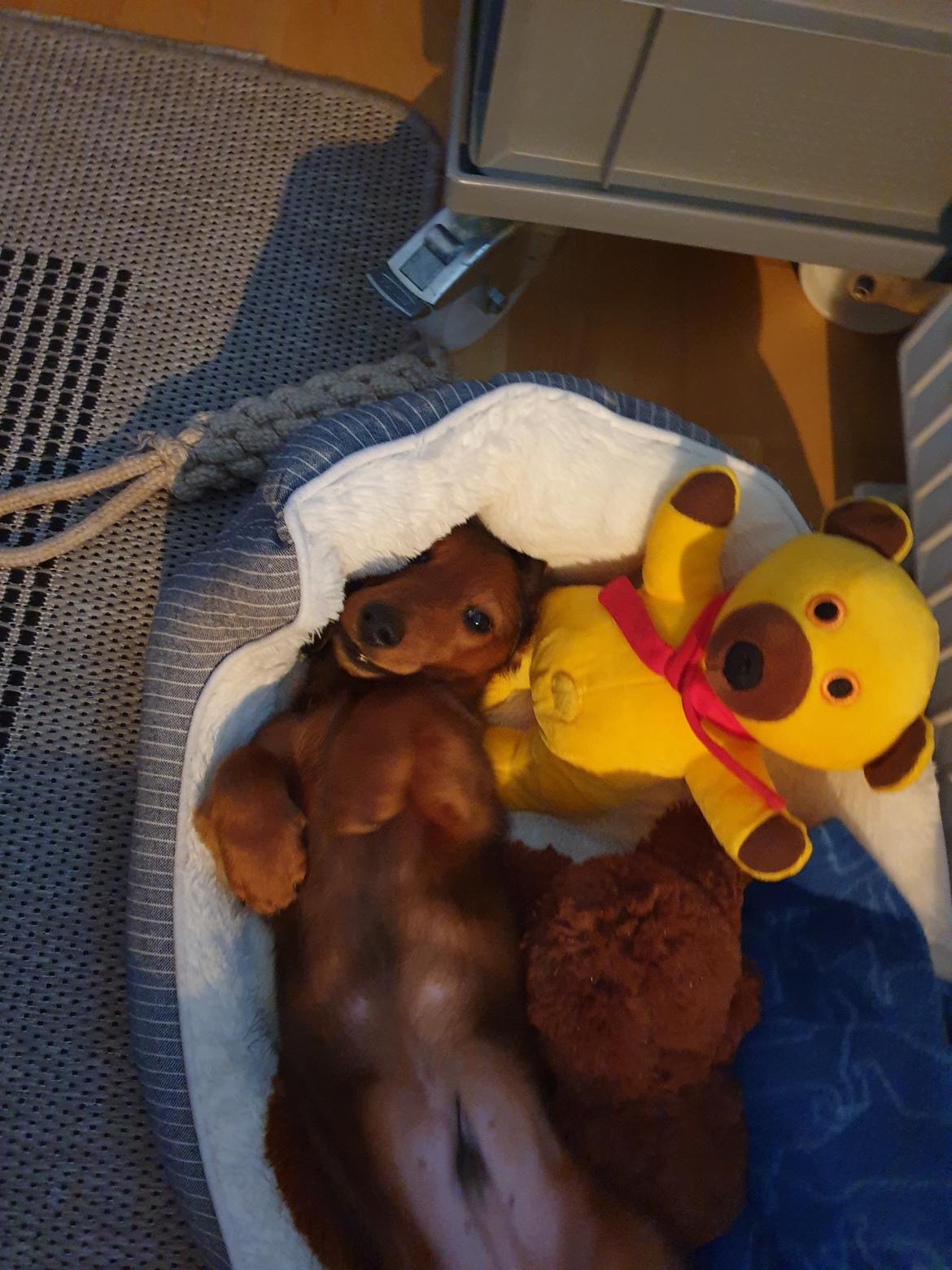 Miniature gravhund Svante billede 4