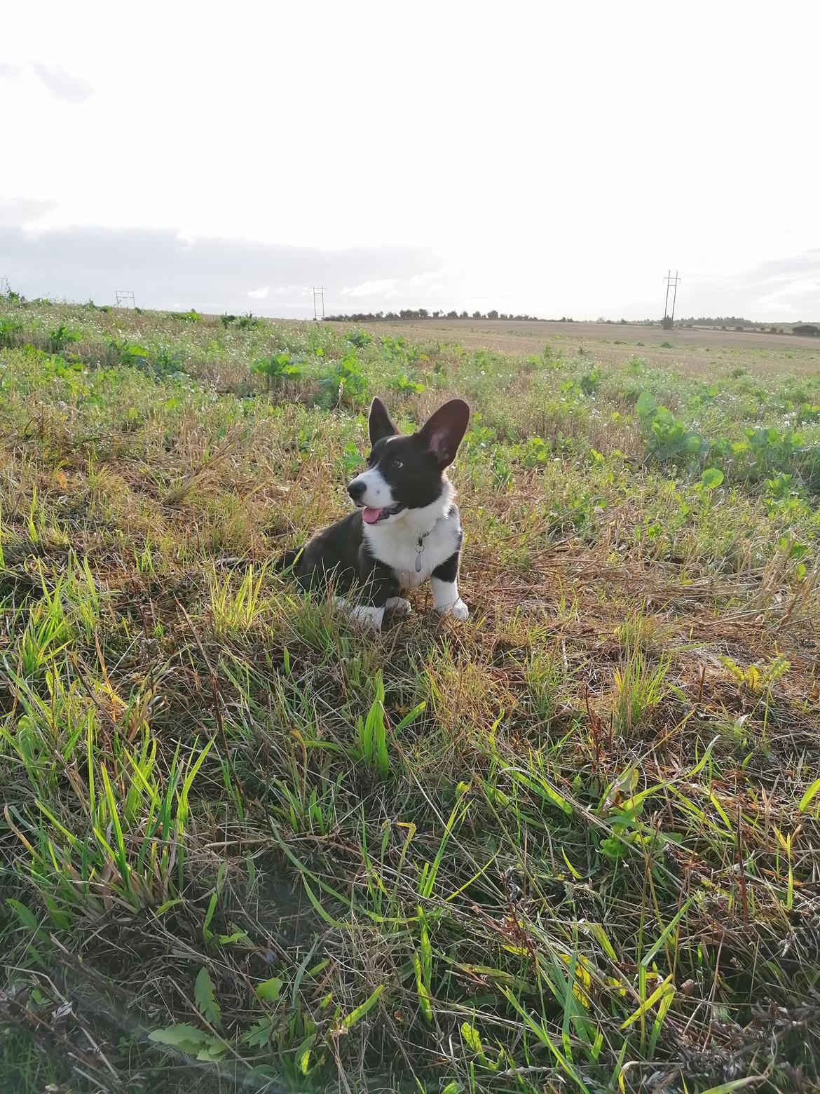 Welsh corgi cardigan Franzi billede 1