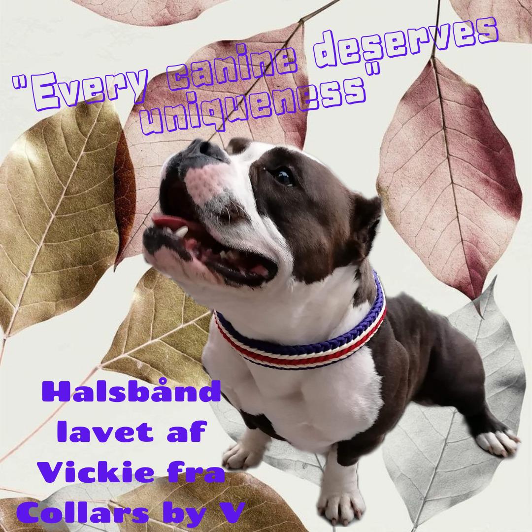 American Bully Diva - Stolt med dit nye halsbånd på billede 20