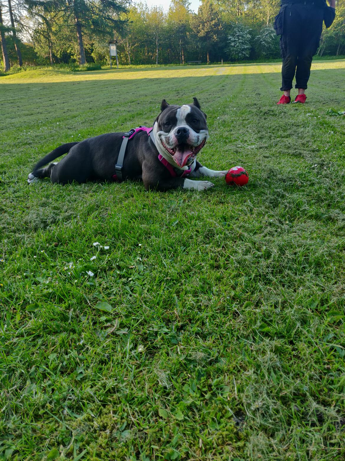 American Bully Diva - Vi træner at lege med bold billede 21