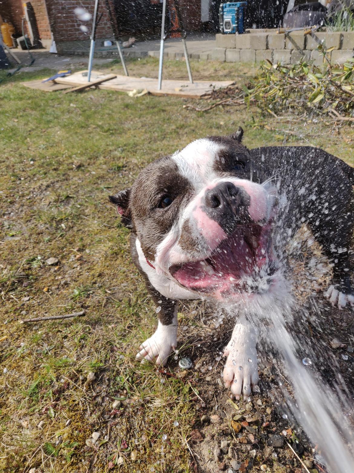 American Bully Diva - Elsker når vi leger med vandslangen.  billede 1