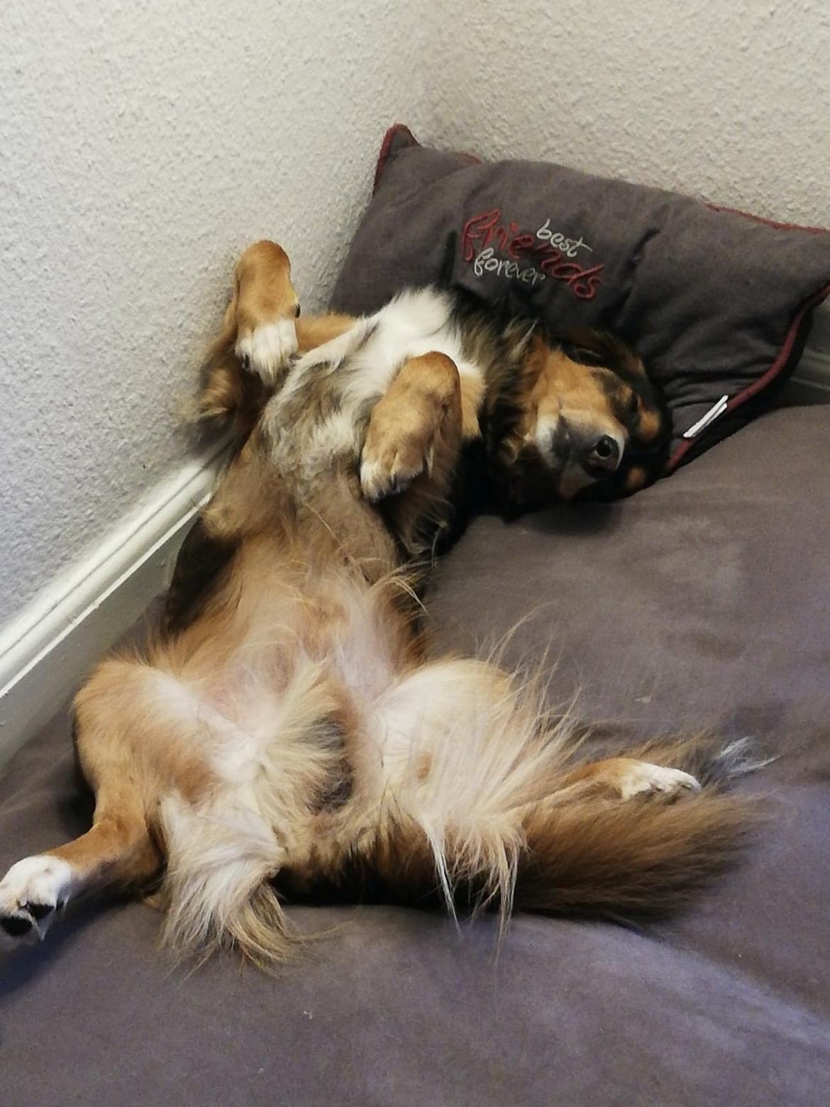 Blanding af racer Toby billede 4