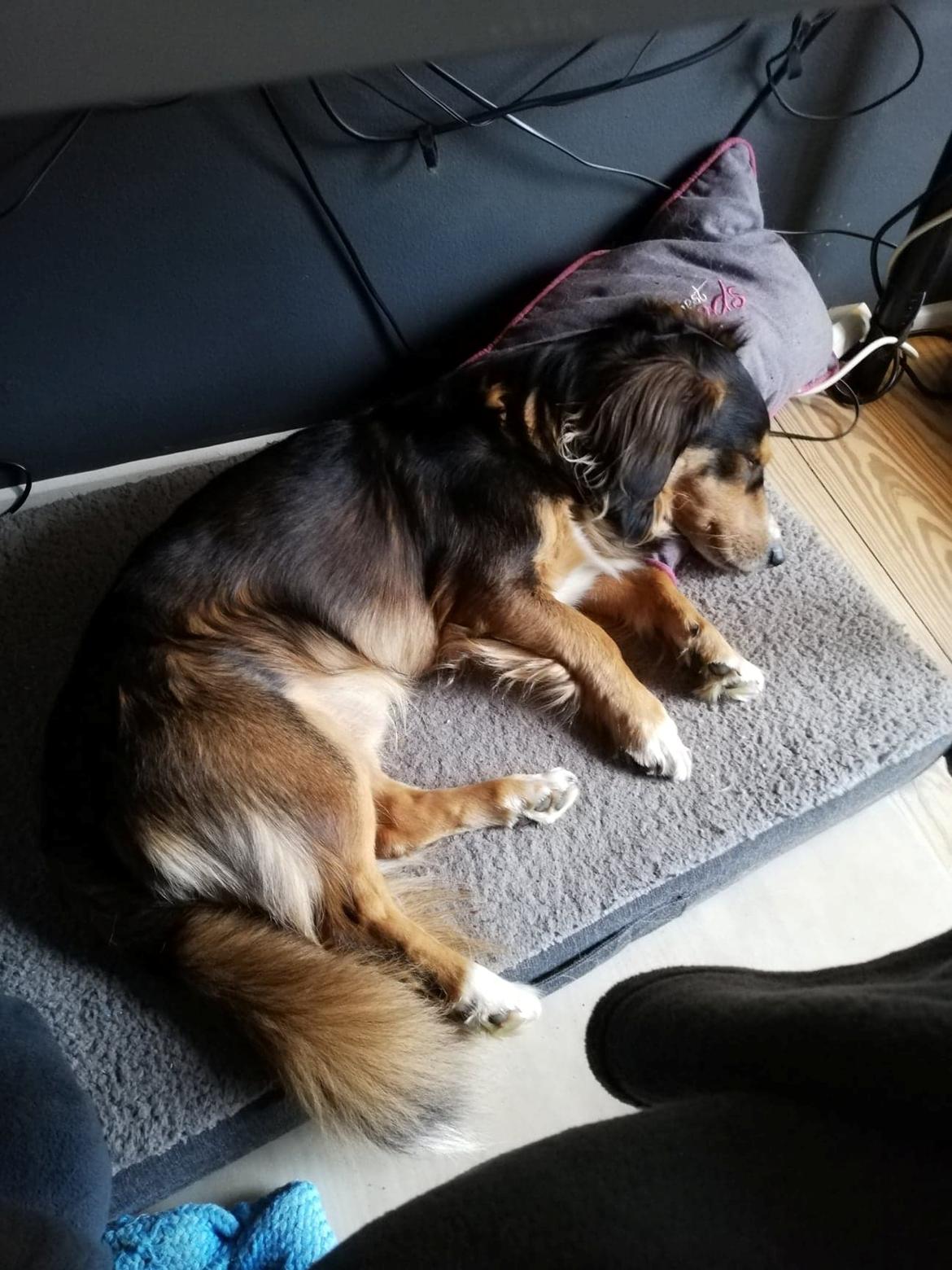 Blanding af racer Toby billede 6