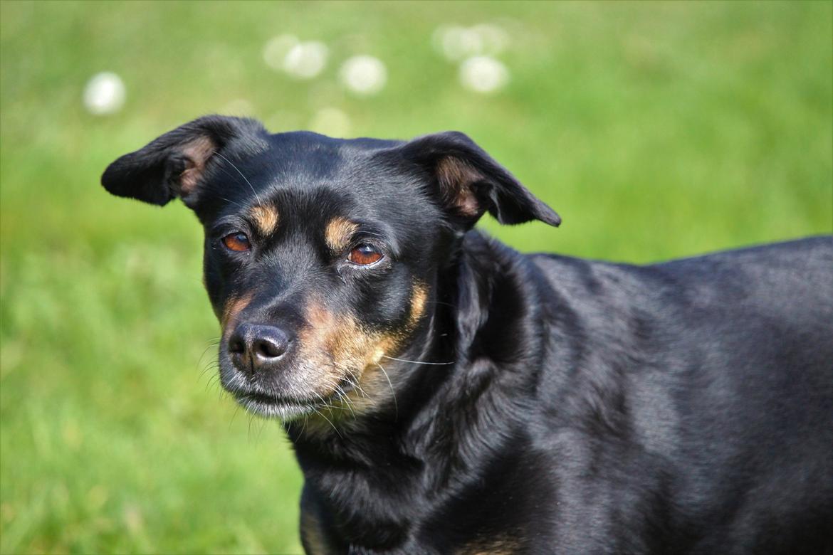 Blanding af racer Yankie - Forevigt min prinsesse. <3 billede 1