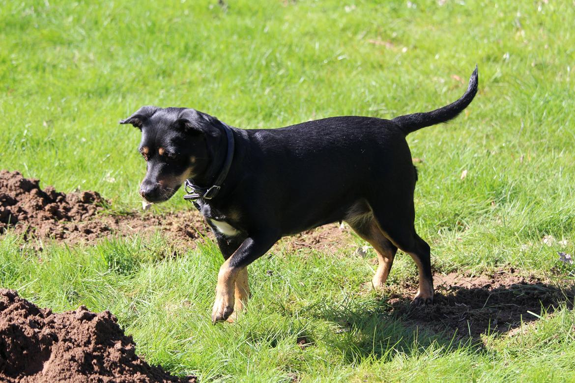 Blanding af racer Yankie - Yankie jager muldvarper i min morfars have.  billede 28