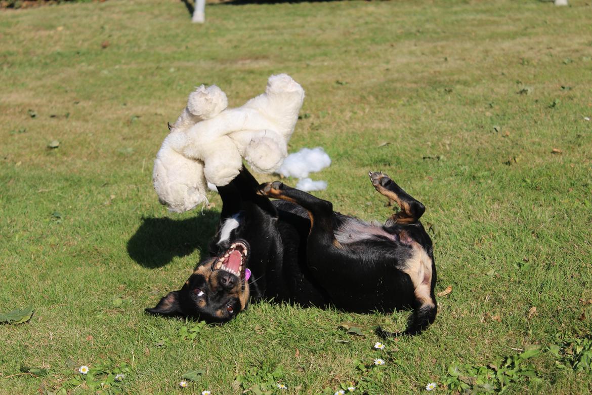 Blanding af racer Yankie billede 2