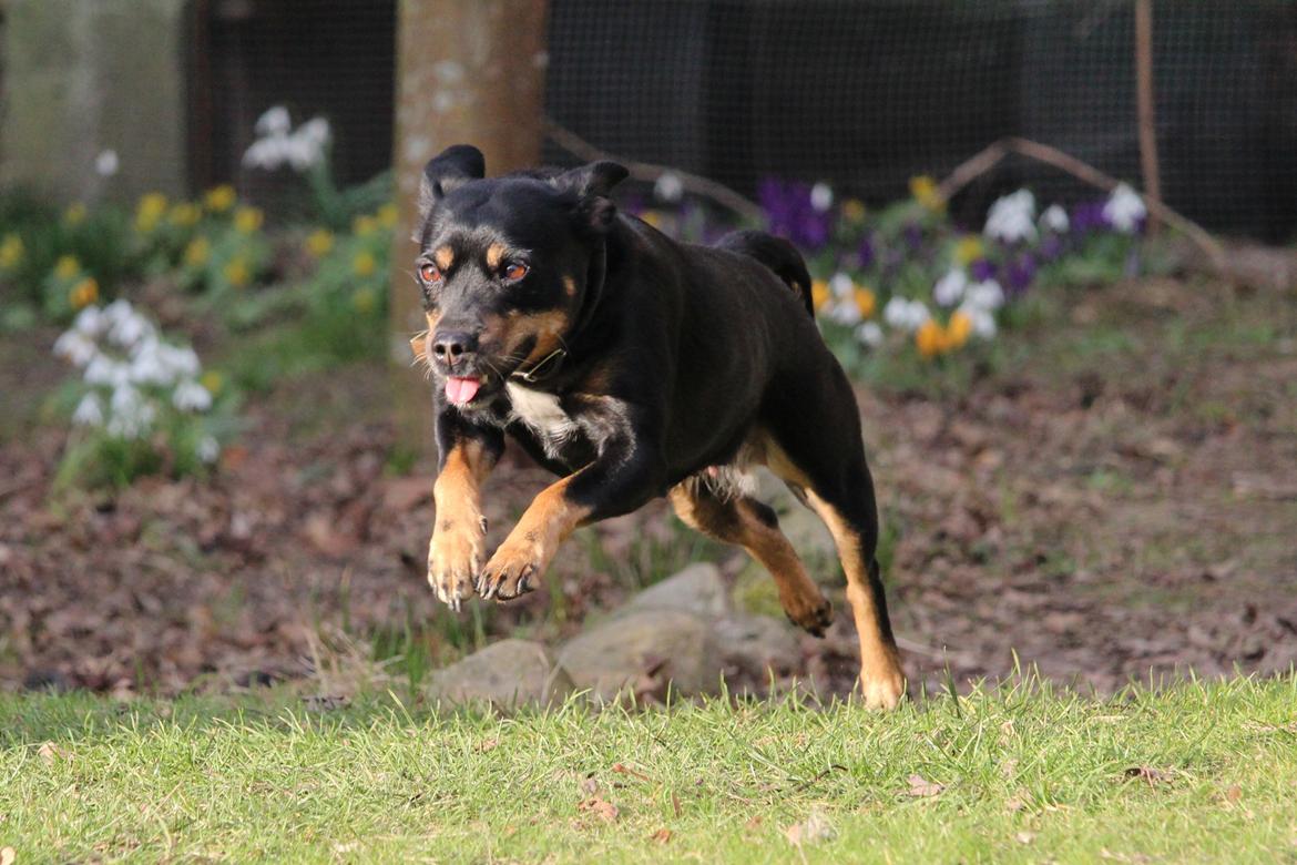 Blanding af racer Yankie billede 43