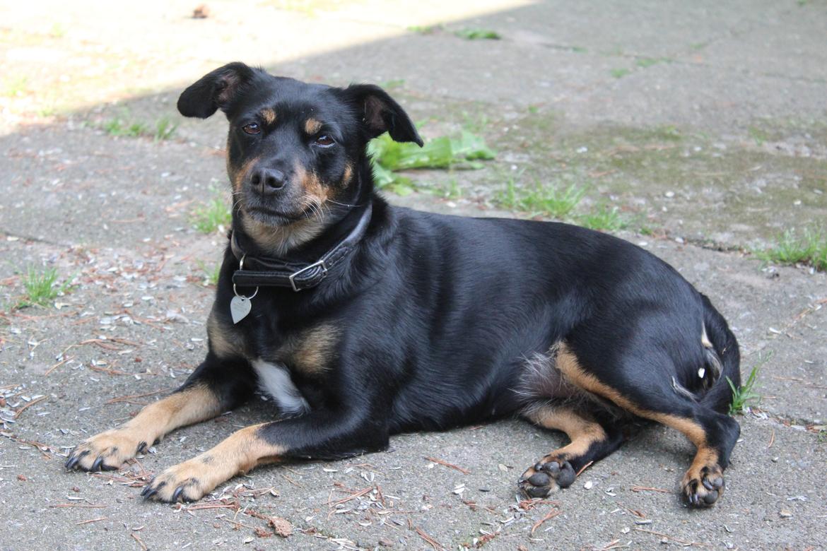 Blanding af racer Yankie billede 50