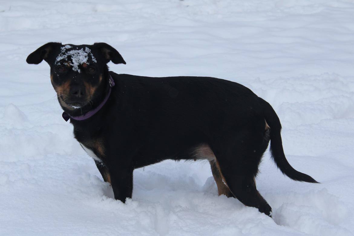 Blanding af racer Yankie - Yankie i sneen en dejlig vinterdag. billede 13