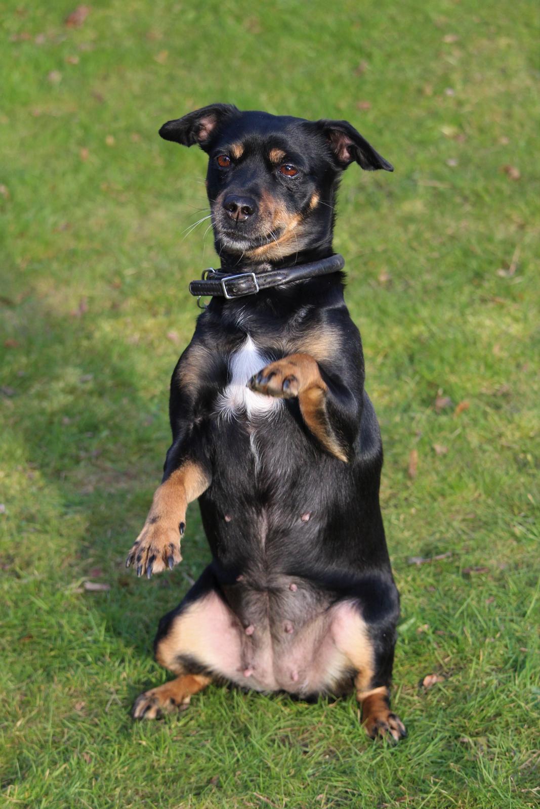 Blanding af racer Yankie billede 7