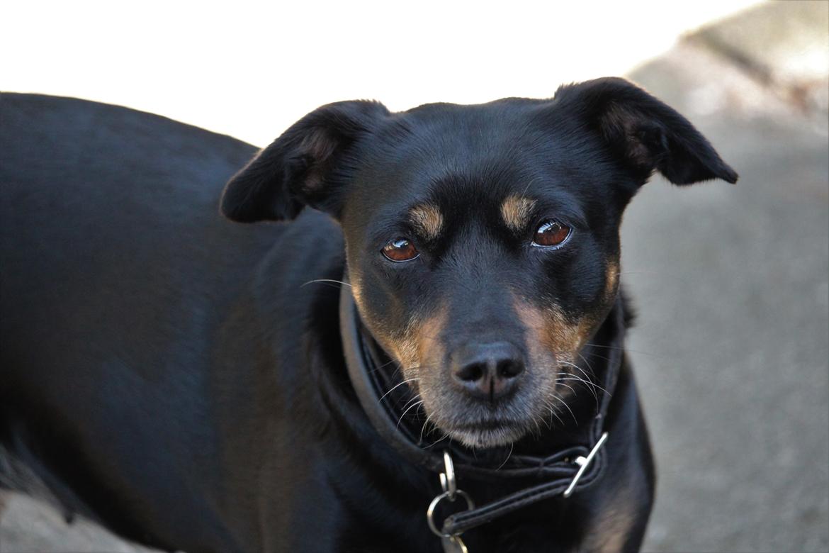 Blanding af racer Yankie billede 3