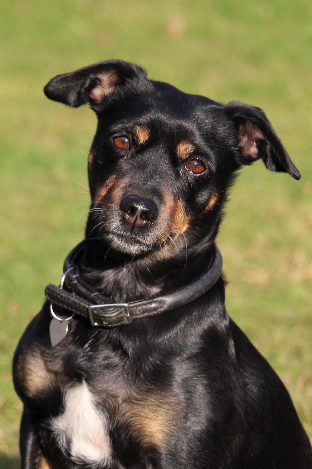 Blanding af racer Yankie billede 5