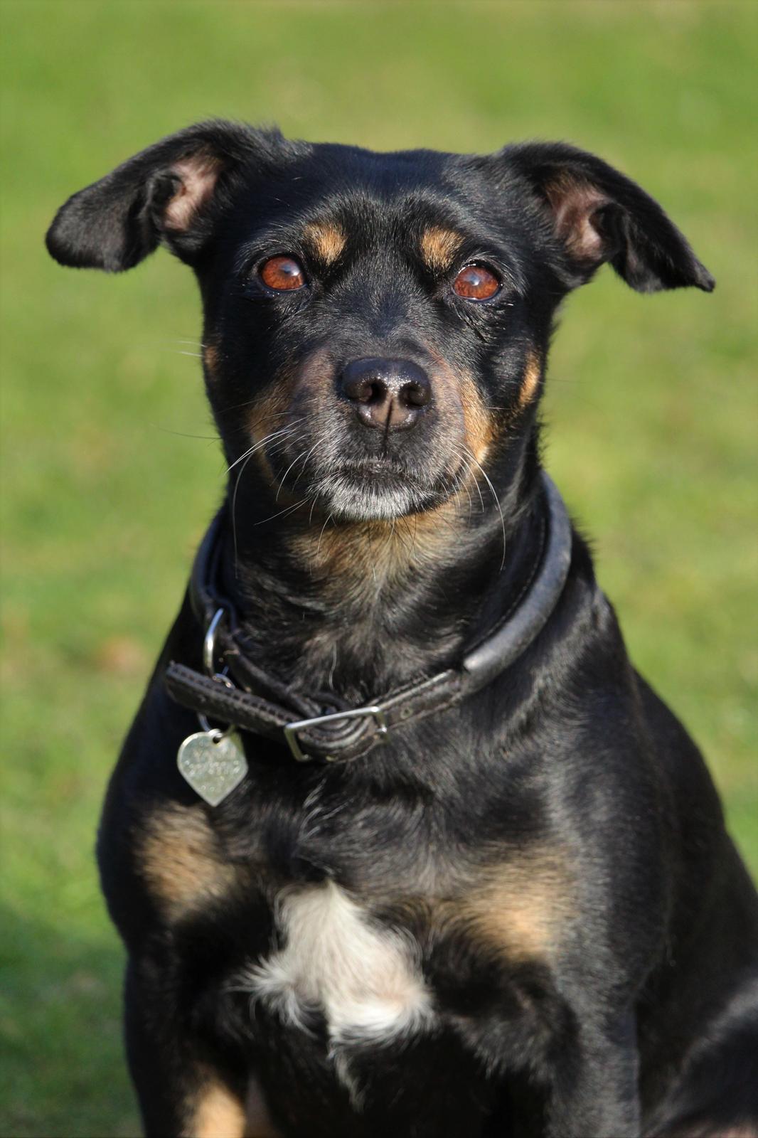 Blanding af racer Yankie - Smukke pige. <3 billede 44