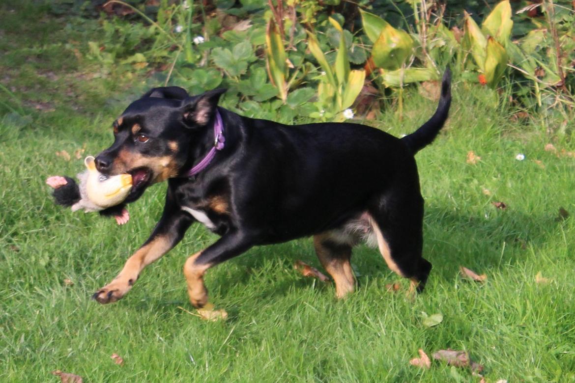 Blanding af racer Yankie billede 33