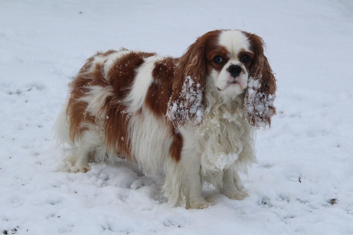 Cavalier king charles spaniel Team Hansen's New Creation (Kenzo) - Kenzo i sin første rigtige sne. <3 billede 14