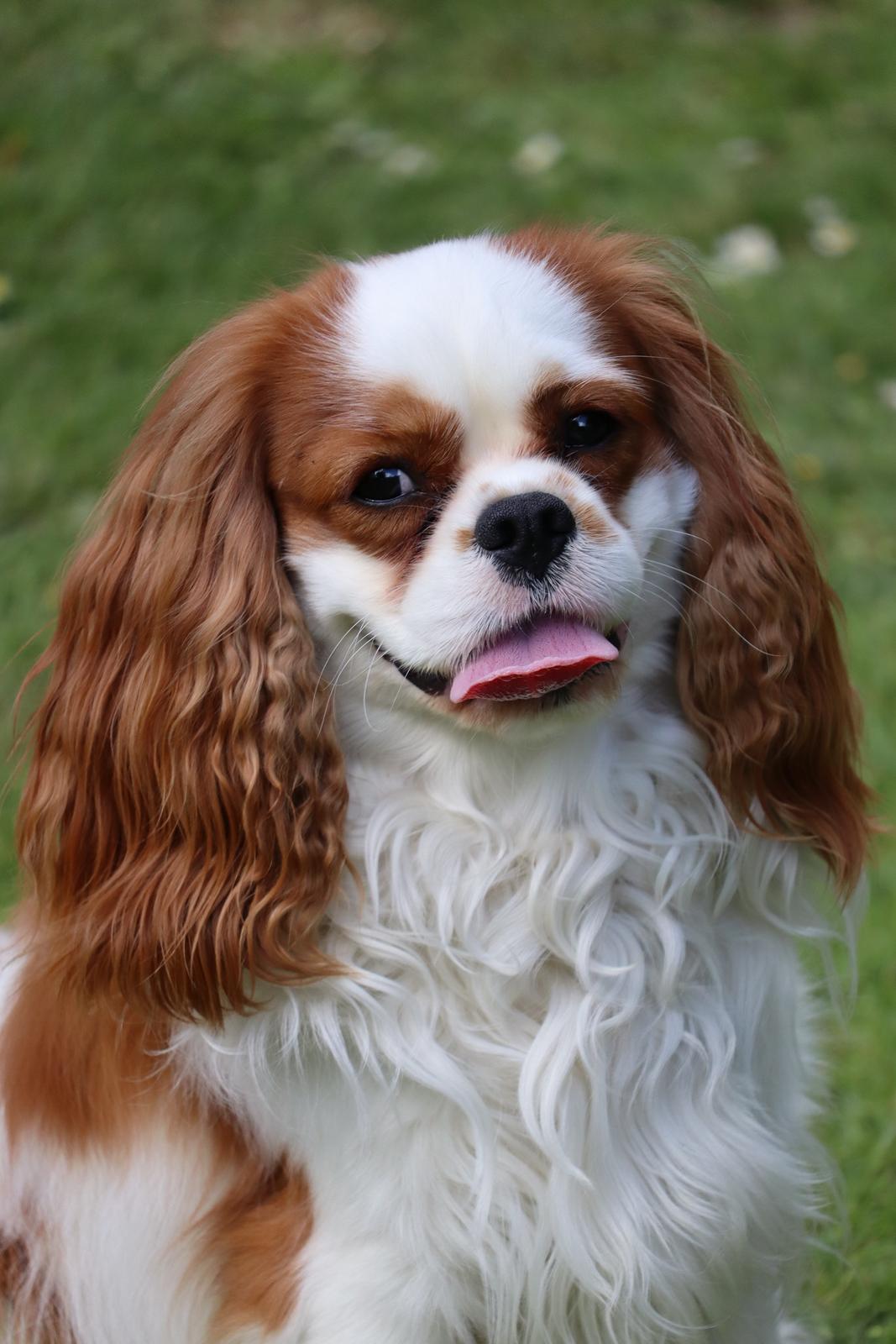 Cavalier king charles spaniel Team Hansen's New Creation (Kenzo) billede 10