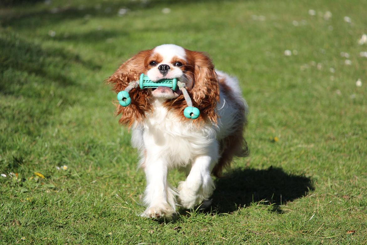Cavalier king charles spaniel Team Hansen's New Creation (Kenzo) billede 22