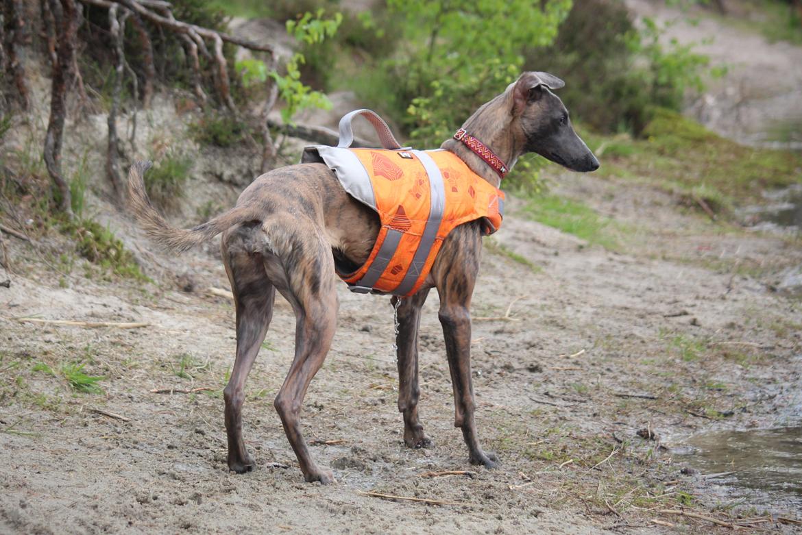 Whippet MeepMeep - Første badetur 1/6-21 billede 37