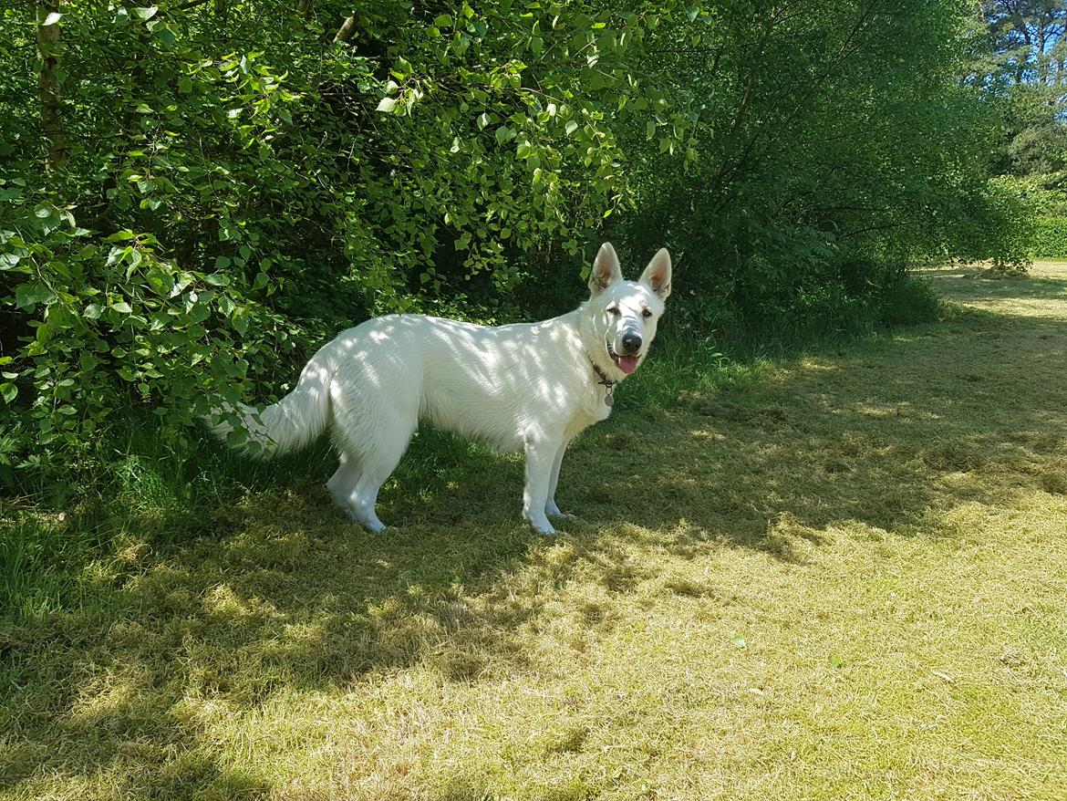 Hvid Schweizisk Hyrdehund Alba billede 1