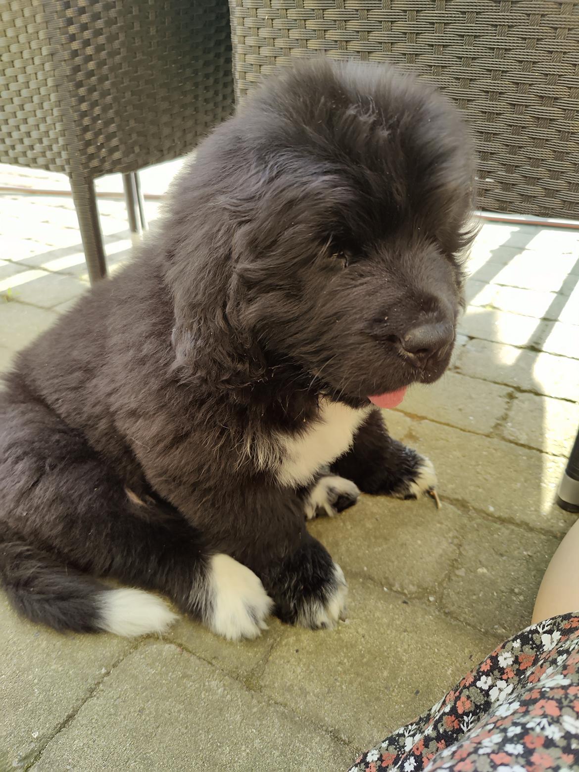 Newfoundlænder Mollie billede 4