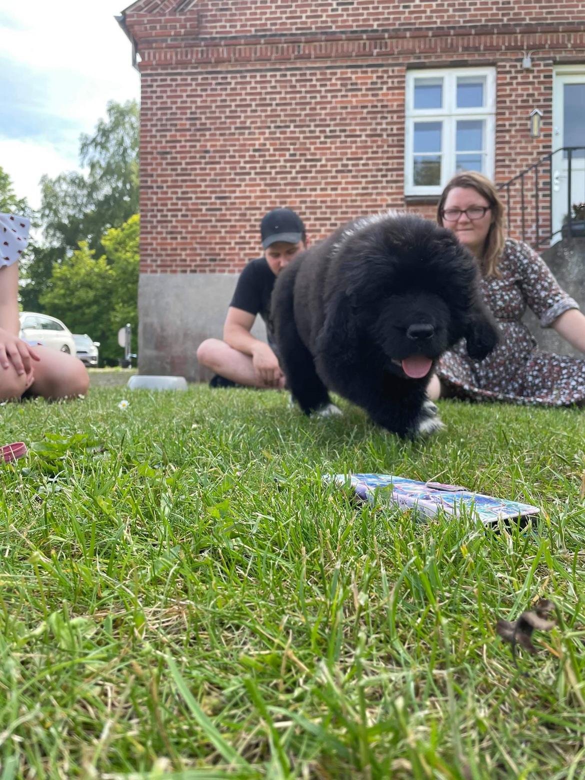 Newfoundlænder Mollie billede 6