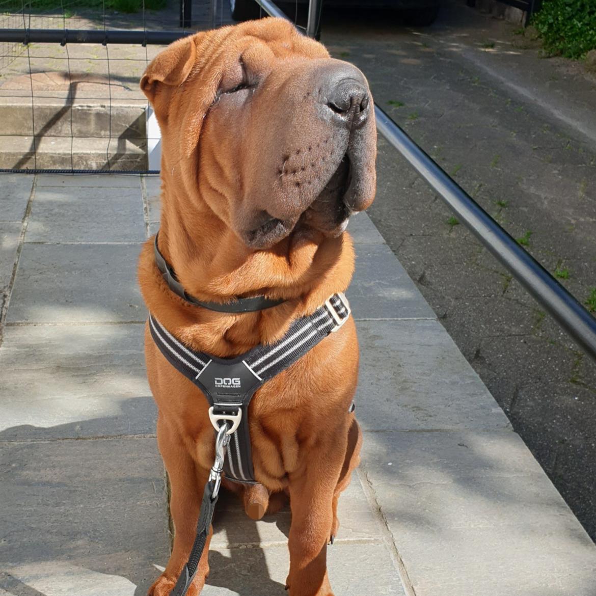 Shar pei Artur billede 1