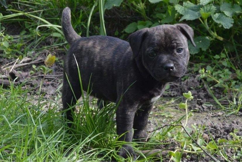 Staffordshire bull terrier Carla “Amaizing-Nelly” billede 4