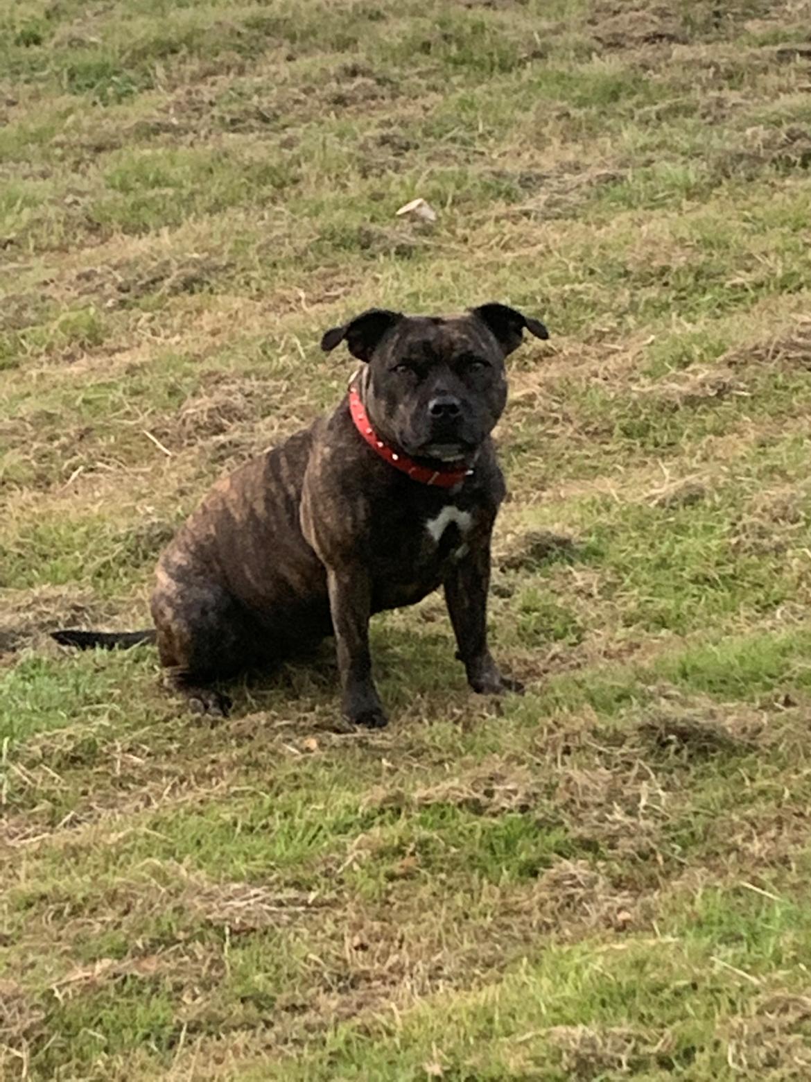 Staffordshire bull terrier Carla “Amaizing-Nelly” billede 6