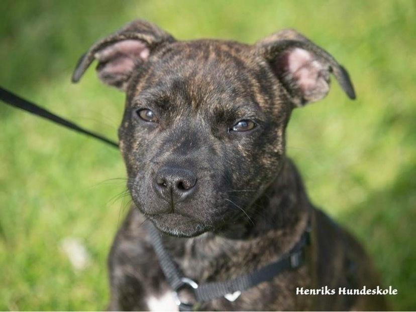 Staffordshire bull terrier Carla “Amaizing-Nelly” billede 1