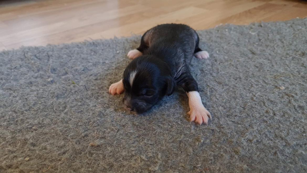 Chinese crested hårløs DJ billede 4